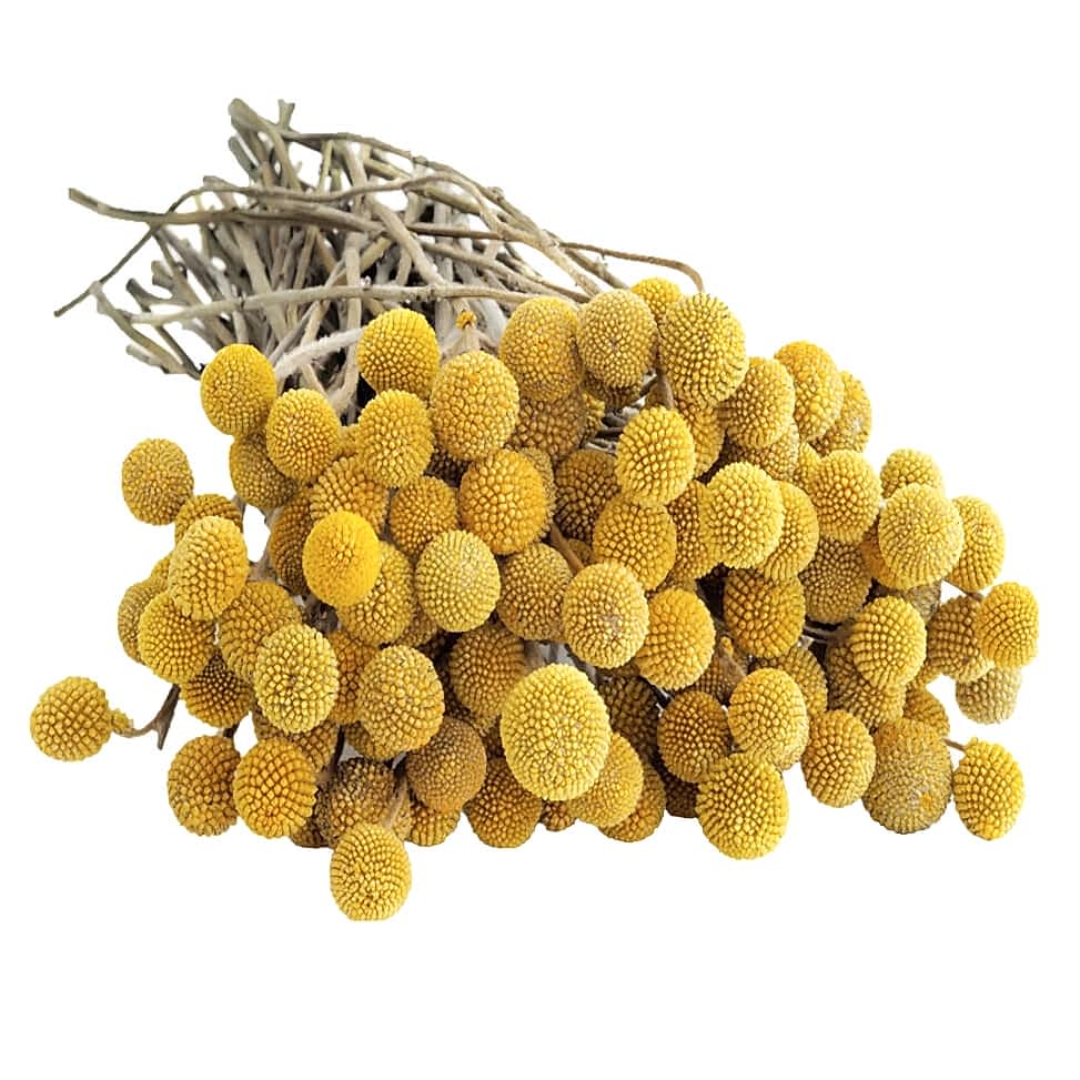yellow craspidia