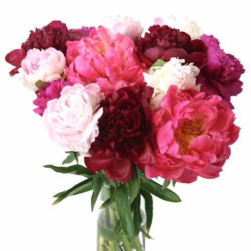 pink and red peonies