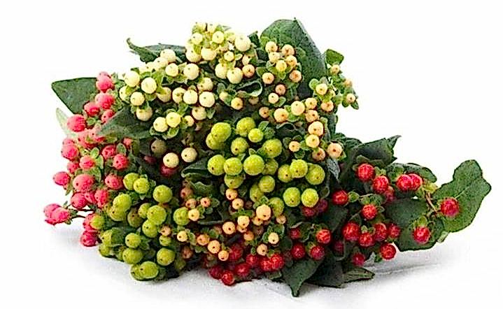 multi-color hypericum berries