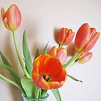 orange tulips