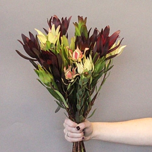 filler flowers