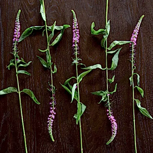 purple veronicas