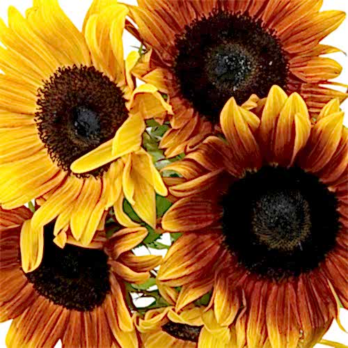 bunch of sunflowers