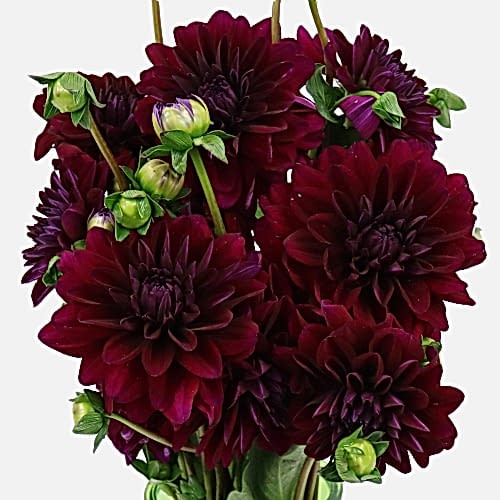 burgundy dahlias