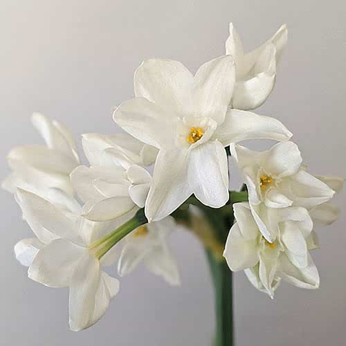 paper white flowers