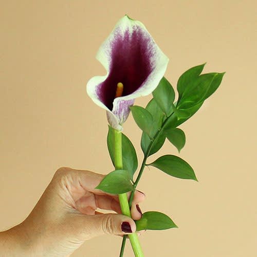 mini calla lily