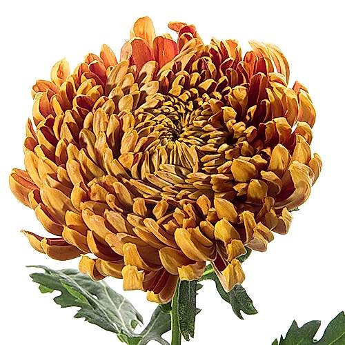 orange football mum