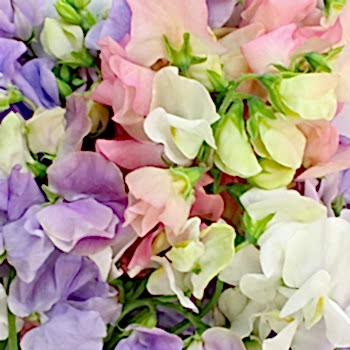 pink, purple and white sweet pea flowers