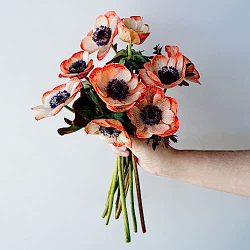 coral anemone flowers 